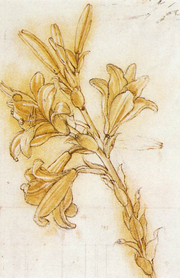Lily by Leonardo da Vinci